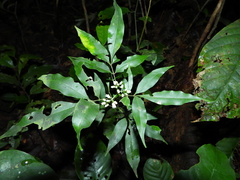 Simaba polyphylla