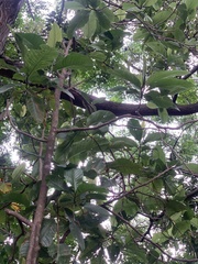 Triplaris americana