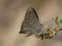 Paralucia pyrodiscus lucida