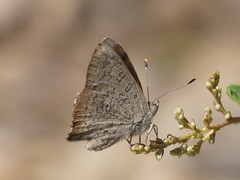 Paralucia pyrodiscus lucida