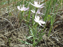 Stephanomeria runcinata