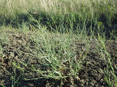 Stephanomeria runcinata