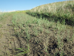 Stephanomeria runcinata