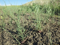 Stephanomeria runcinata