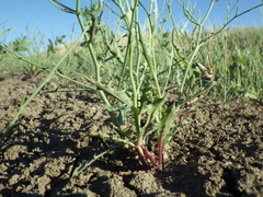 Stephanomeria runcinata