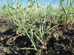 Stephanomeria runcinata