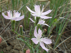 Stephanomeria runcinata