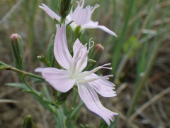 Stephanomeria runcinata