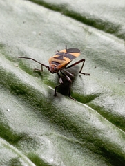 Oncopeltus zonatus