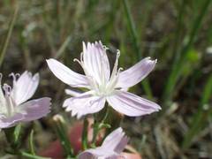 Stephanomeria runcinata