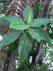 Triplaris americana