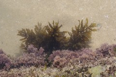 Sargassum incisifolium