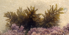 Sargassum incisifolium