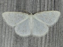 Protitame virginalis