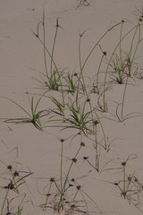 Cyperus brevis