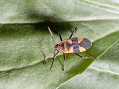 Oncopeltus zonatus