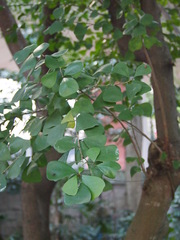 Ficus triangularis