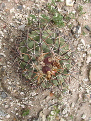 Coryphantha poselgeriana