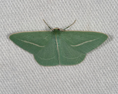 Chlorocoma stereota