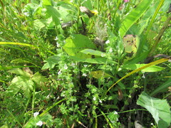 Euphrasia hirtella