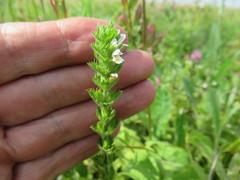 Euphrasia hirtella