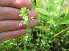 Euphrasia hirtella