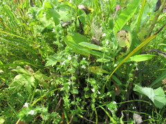 Euphrasia hirtella
