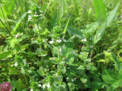 Euphrasia hirtella