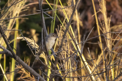 Cisticola guinea