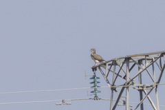Circaetus beaudouini