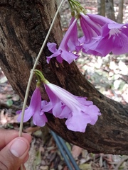 Bignonia neoheterophylla