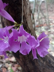 Bignonia neoheterophylla