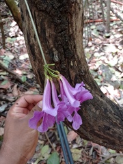 Bignonia neoheterophylla