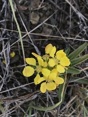Stigmaphyllon sagraeanum