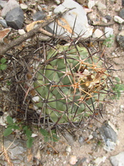 Coryphantha poselgeriana