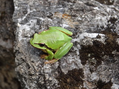 Hyla euphorbiacea
