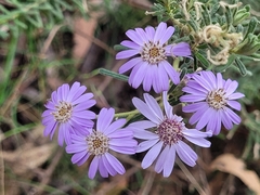Olearia asterotricha asterotricha