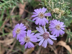 Olearia asterotricha asterotricha