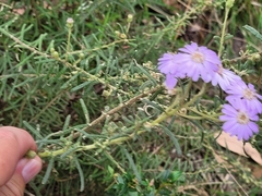 Olearia asterotricha asterotricha