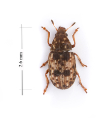 Trigonorhinus sticticus