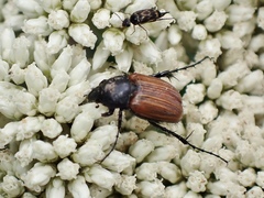 Phyllotocus rufipennis
