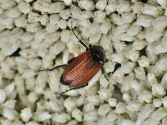 Phyllotocus rufipennis