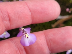 Utricularia grampiana