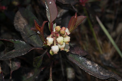 Arbutus occidentalis