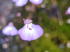 Utricularia grampiana