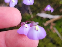 Utricularia grampiana