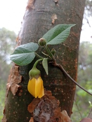 Bakeridesia pittieri