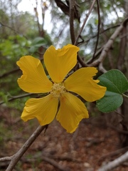 Bakeridesia pittieri