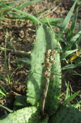Drimiopsis