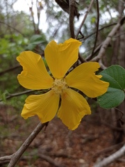 Bakeridesia pittieri